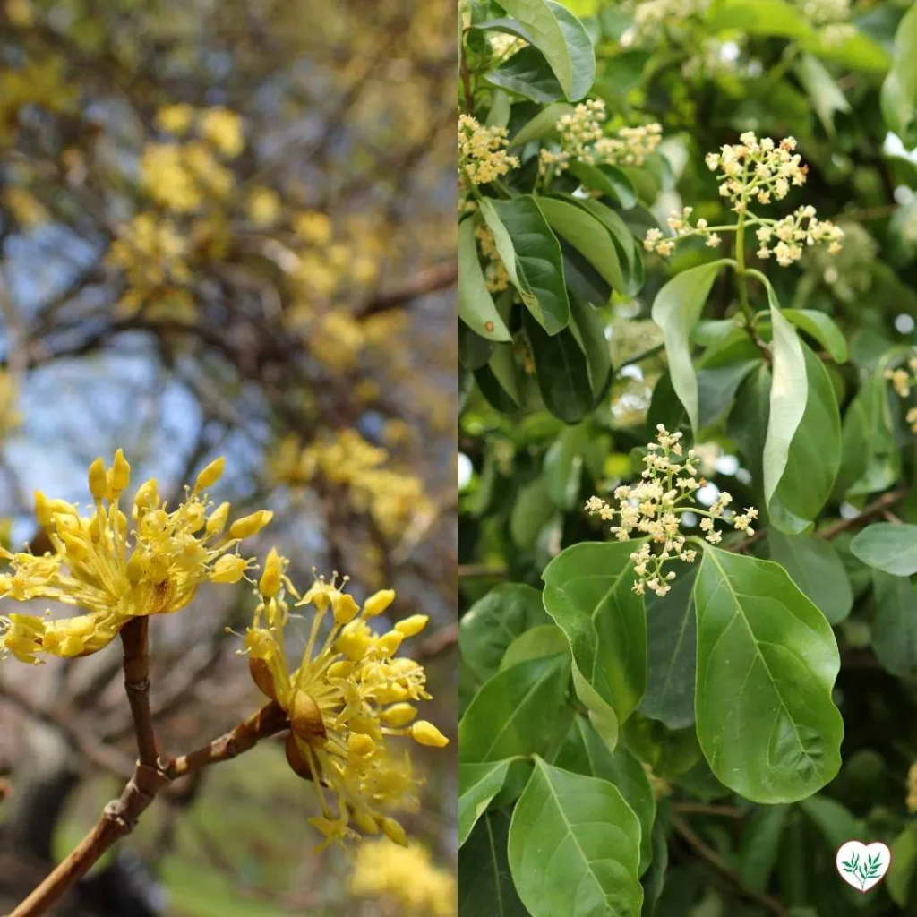 Un'immagine che illustra due tipi di arbusti resistenti al freddo. A sinistra, un ramo di Cornus con fiori gialli che preannunciano il suo colore invernale. A destra, un ramo di Viburnum con foglie verdi lucide e fiori bianchi, che aggiungono interesse visivo in primavera.