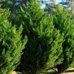 Filare di Cipresso di Leyland utilizzato per creare privacy naturale in giardino.