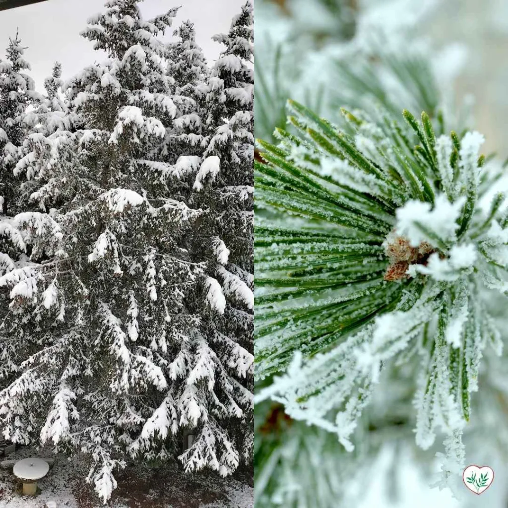Un'immagine che mostra due conifere resistenti al freddo. A sinistra, un abete nano ricoperto di neve, che mantiene la sua struttura compatta e decorativa durante l'inverno. A destra, un ramo di pino mugo con aghi verdi, ricoperto da un leggero strato di gelo, ideale per garantire colore al giardino anche nei periodi più freddi.