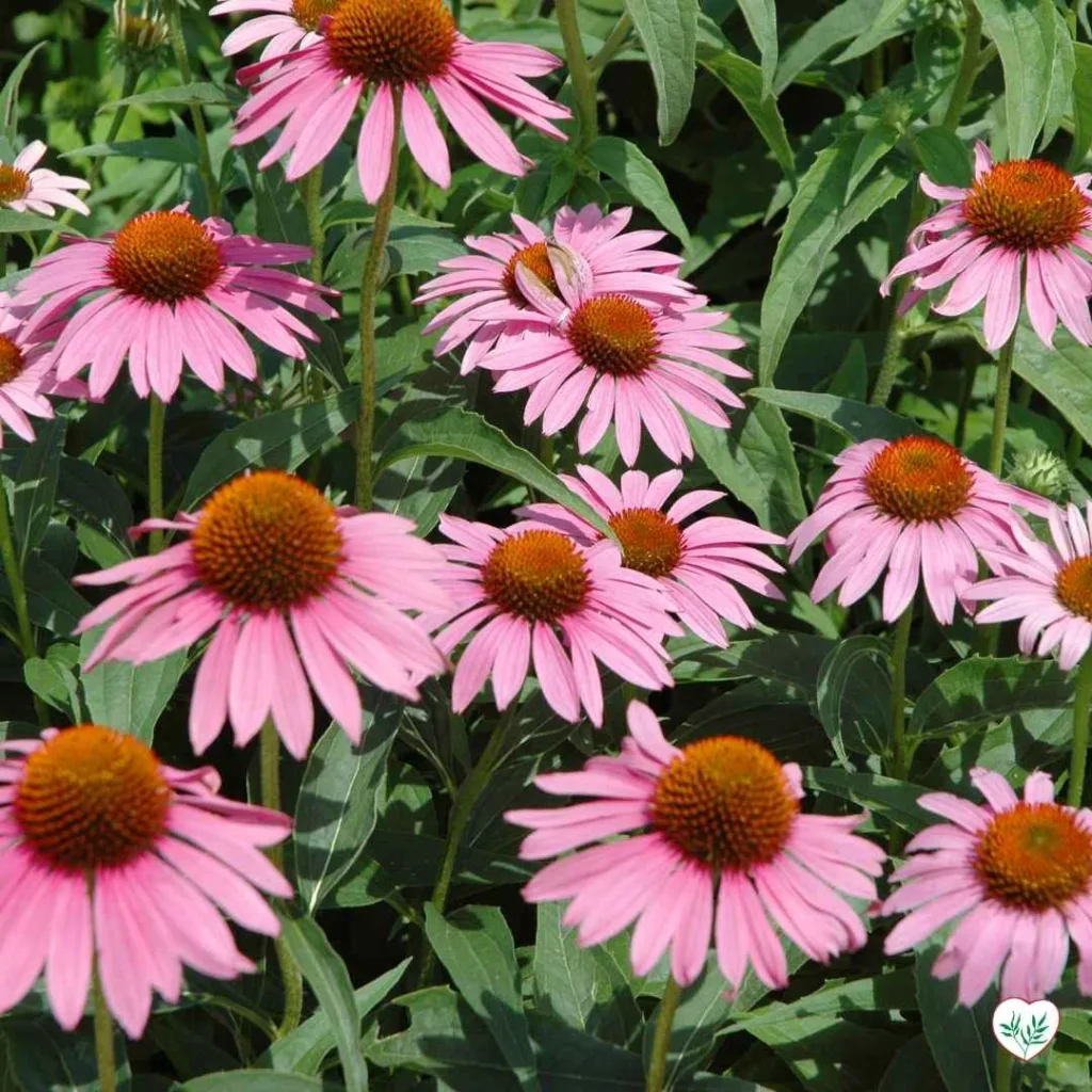 Echinacea purpurea in fiore, una pianta perenne resistente alla siccità con petali rosa e centri arancioni.