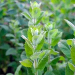 Erbe aromatiche autunnali che crescono rigogliose in un giardino verde.