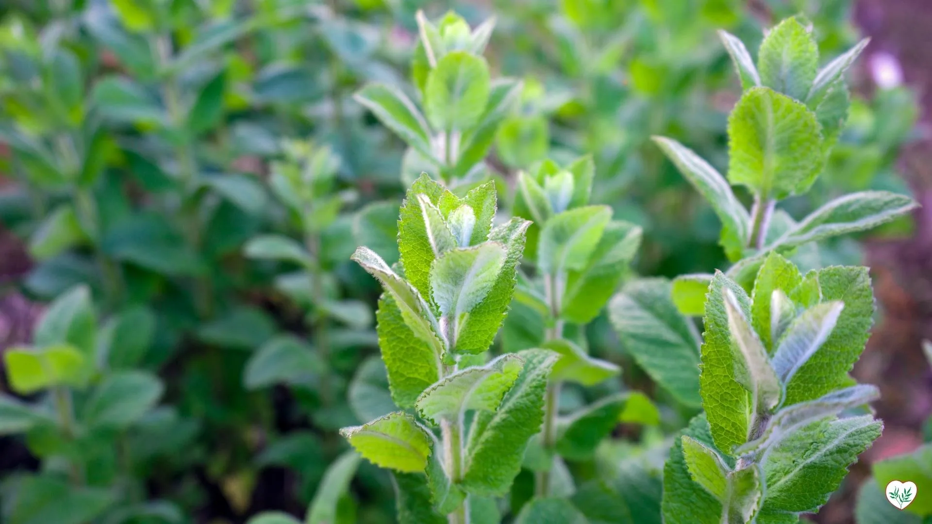 Erbe aromatiche autunnali che crescono rigogliose in un giardino verde.