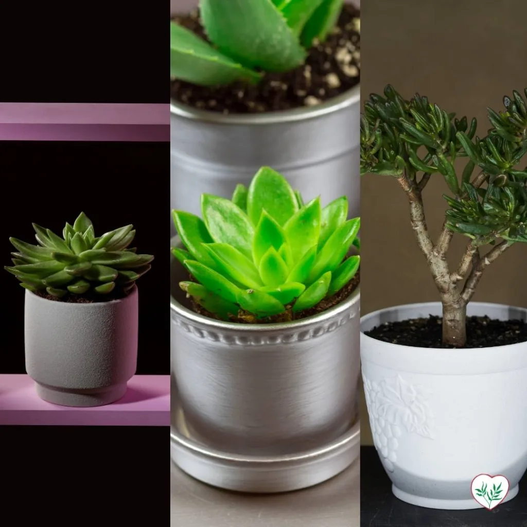 Tre piante di succulente in vaso, ideali per la propagazione da talea di foglia, come Echeveria, Graptopetalum e Crassula.