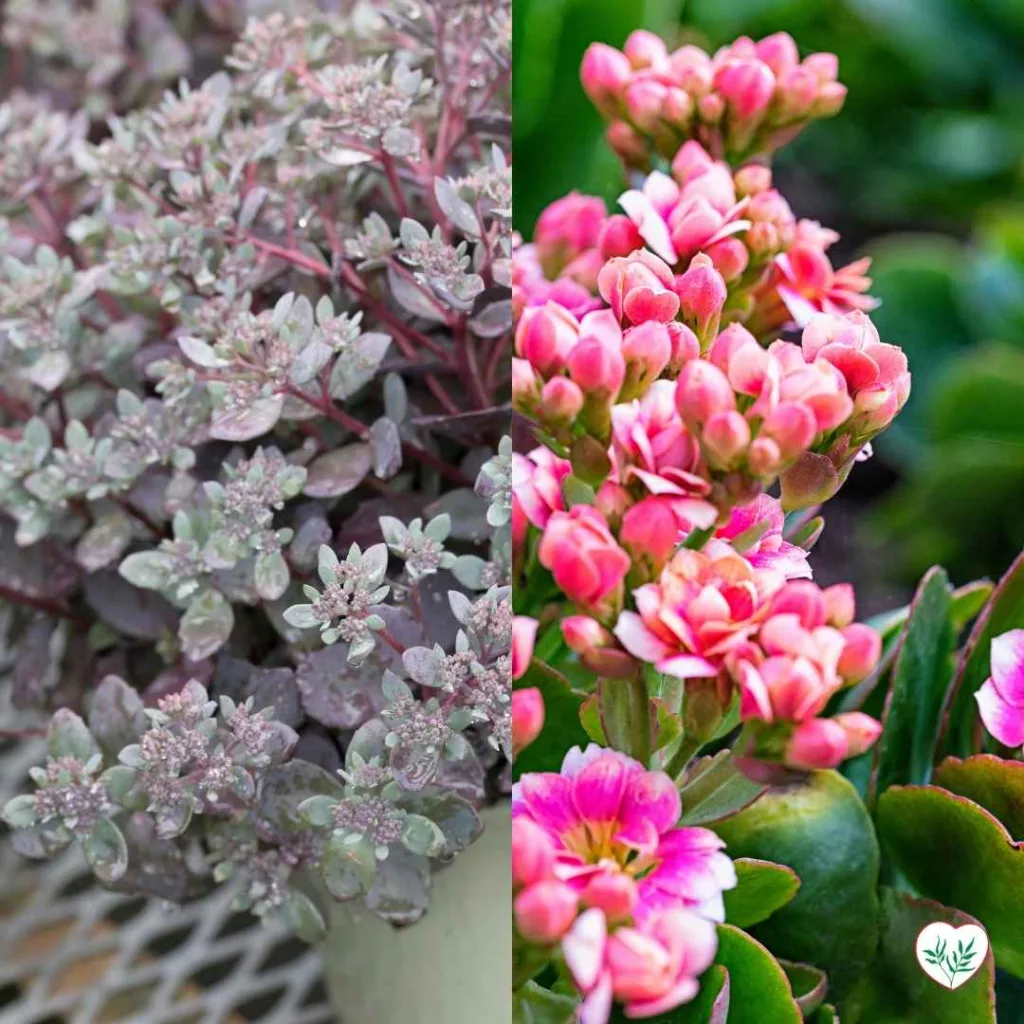 Piante di Sedum e Kalanchoe ideali per la propagazione tramite talee di fusto, un metodo efficace per moltiplicare le succulente con steli sviluppati.