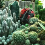 Una varietà di cactus che formano un rigoglioso giardino di cactus, con una combinazione di colori verdi e rossi che aggiunge un tocco esotico.