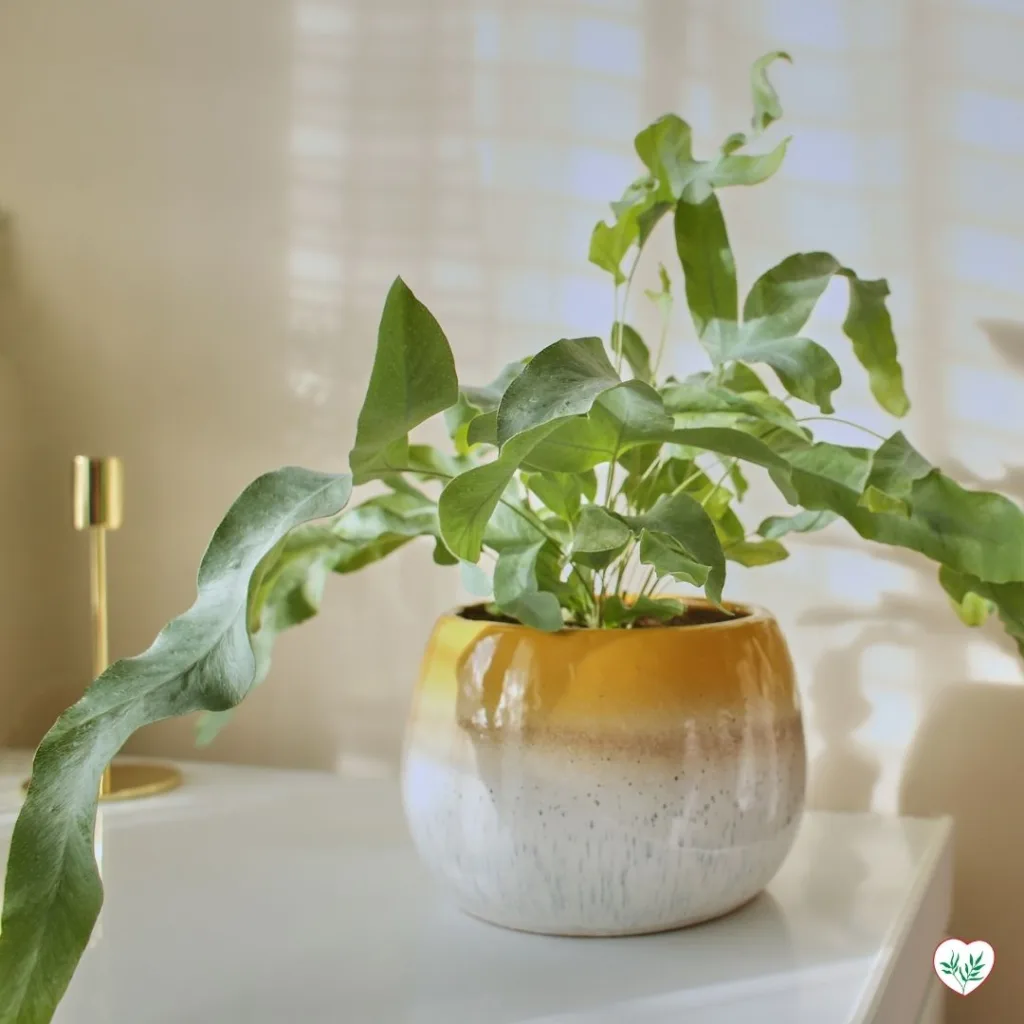 Felce pelle di serpente (Phlebodium aureum) in un elegante vaso giallo su un mobile bianco, illuminata dalla luce naturale.