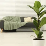Un Ficus Lyrata in vaso, posizionato in un soggiorno luminoso, aggiungendo un tocco di stile naturale all'arredamento.