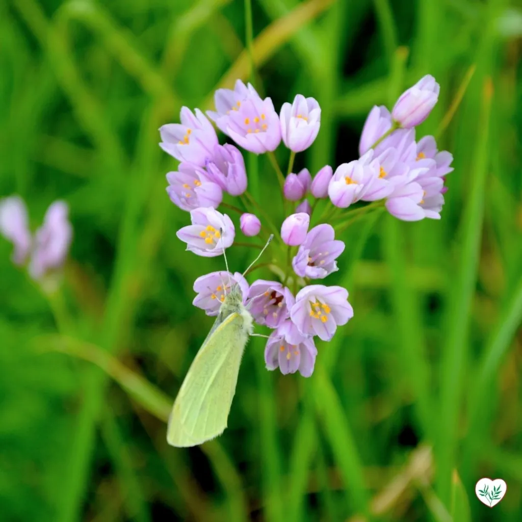 Una farfalla posa su un fiore di erba cipollina in piena fioritura, con delicati petali rosa nel giardino autunnale.