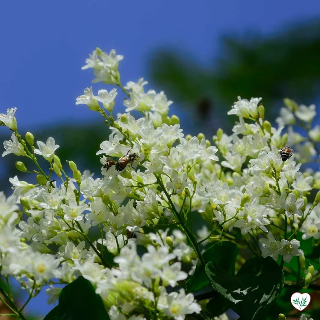 Fiori bianchi di gelsomino in piena fioritura, una pianta rampicante resistente alla siccità, ideale per giardini soleggiati.