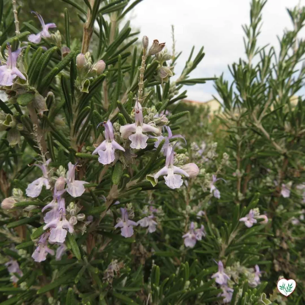 Fiori di rosmarino in fiore, una delle piante aromatiche più resistenti alla siccità.