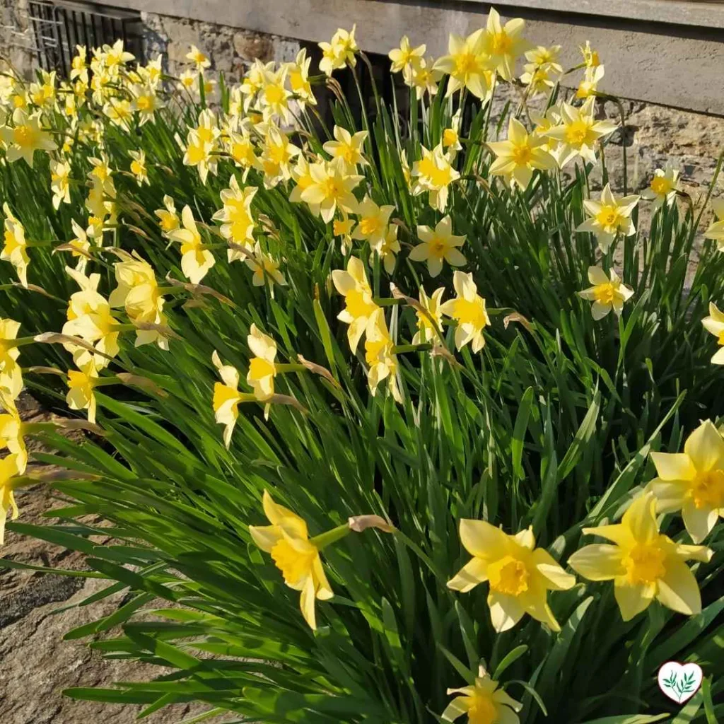 Fioritura di Narcisi Il Giallo Brillante della Primavera