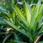 Dettaglio di foglie verdi lucide di una pianta di La Dracaena illuminata dalla luce del mattino
