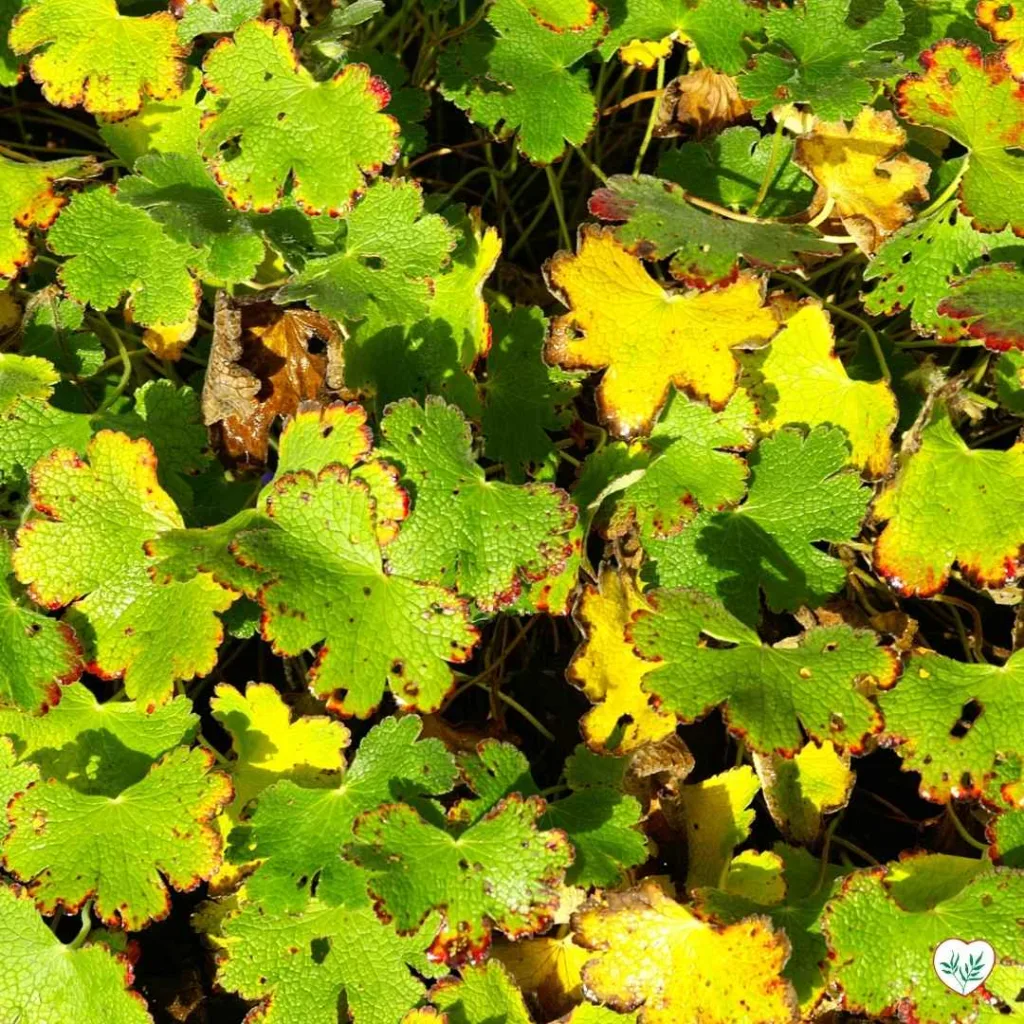  Foglie di geranio che mostrano segni di ingiallimento, con bordi bruciati di colore marrone rossastro, indicanti un possibile stress idrico o nutrizionale.