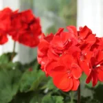 Primo piano di gerani rossi fiorito vicino a una finestra