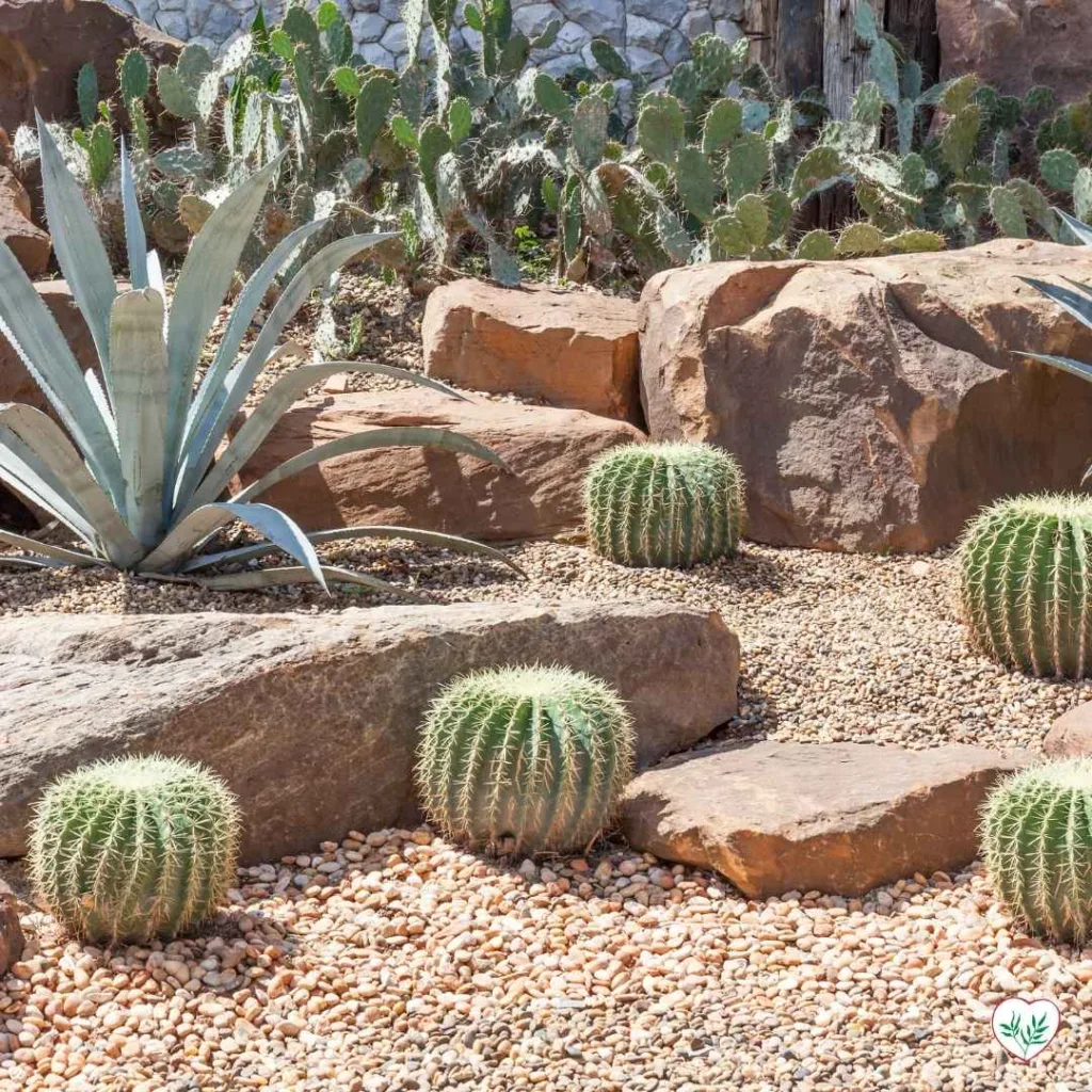  Un giardino desertico con cactus Echinocactus grusonii, Opuntia e Agave americana, circondati da rocce e ghiaia.