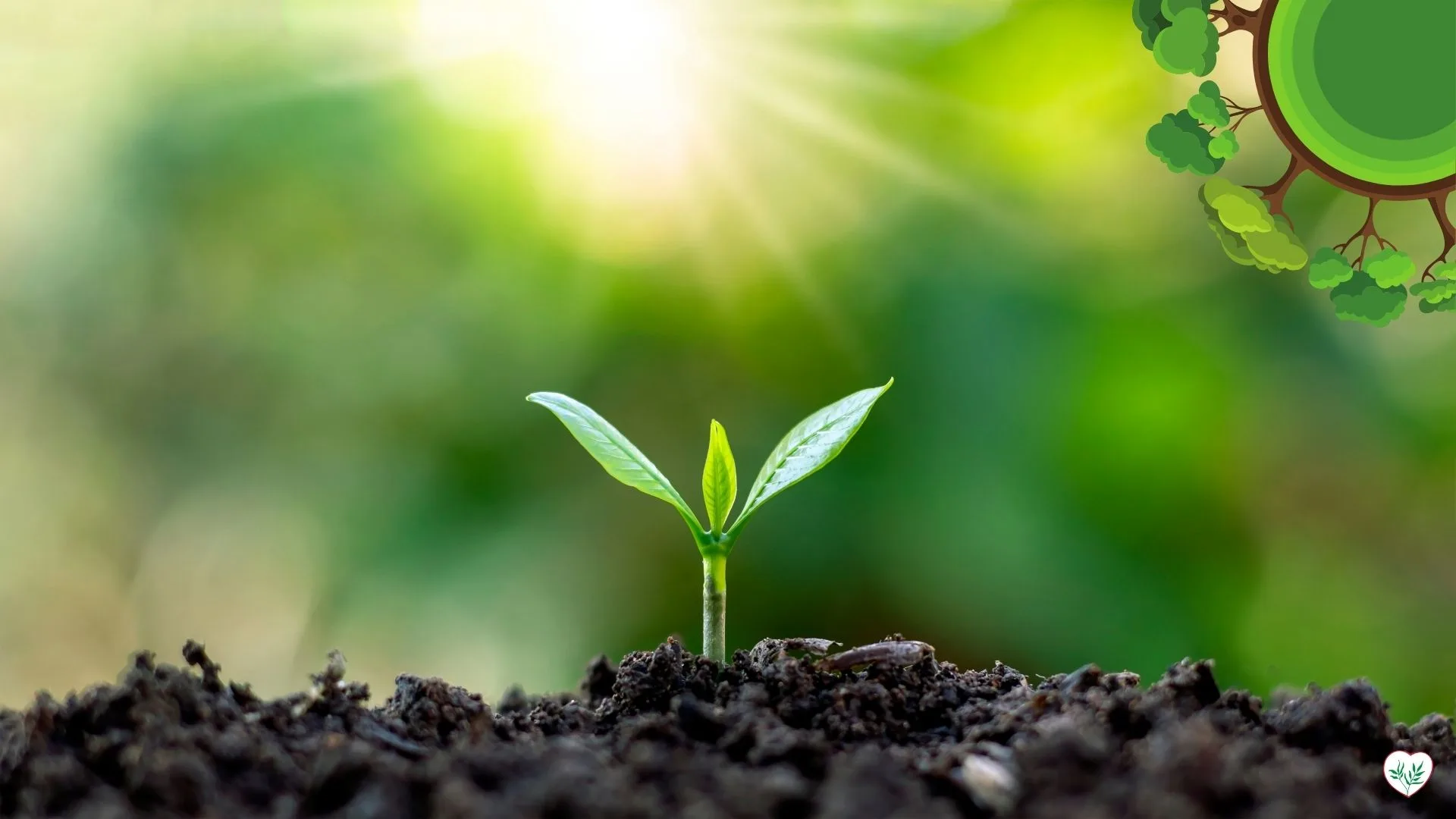 Immagine di una piccola pianta che spunta dal terreno in un giardino ecologico, con sfondo verde sfocato e luce solare che illumina la pianta, rappresentando la sostenibilità ambientale.