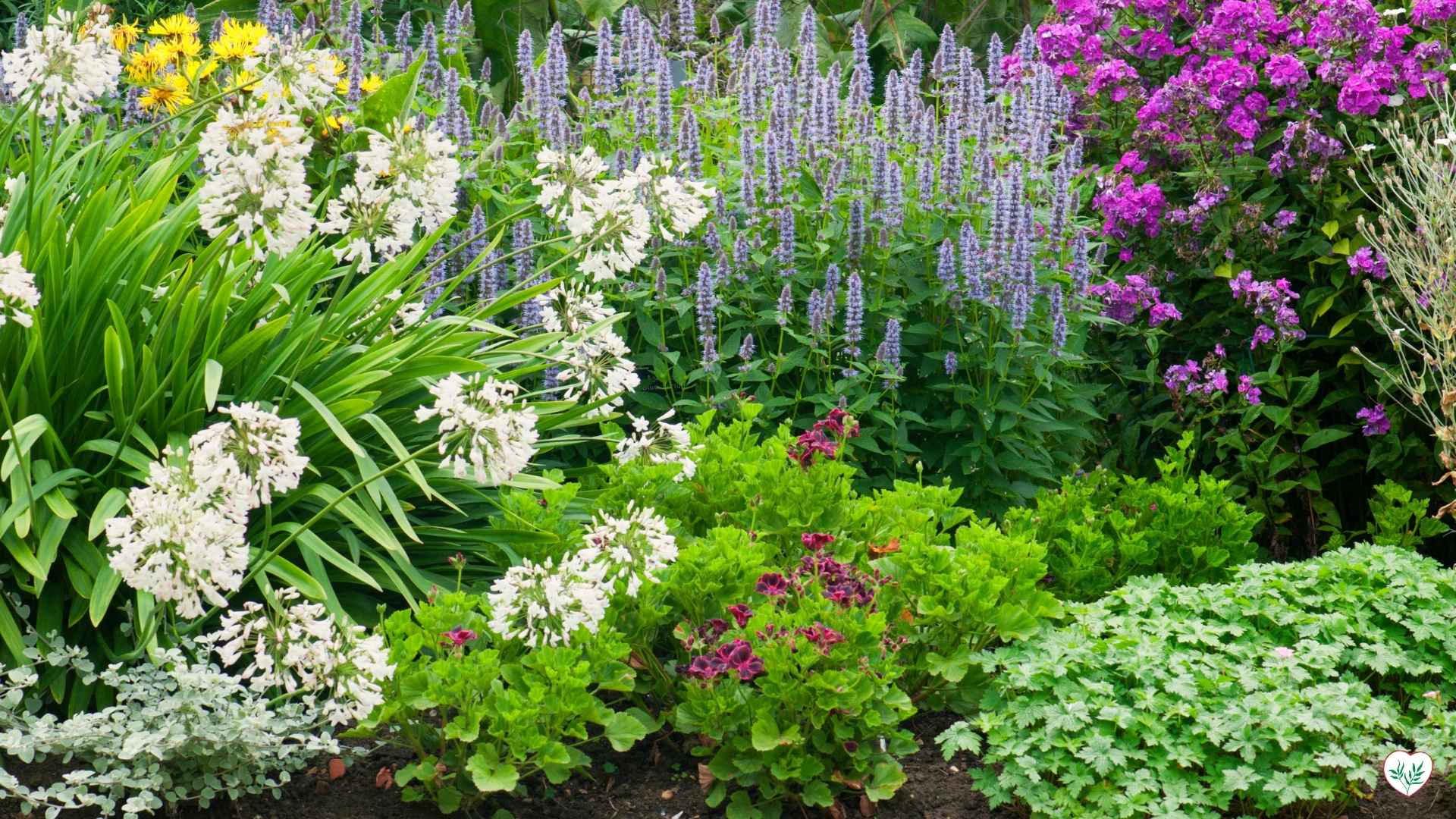 Un giardino perenne rigoglioso composto da piante perenni resistenti al freddo, con fiori bianchi, viola e piante a foglia verde. I fiori viola sono alti e slanciati, mentre i cespugli di fiori bianchi e piante a foglia verde creano un tappeto visivamente accattivante.