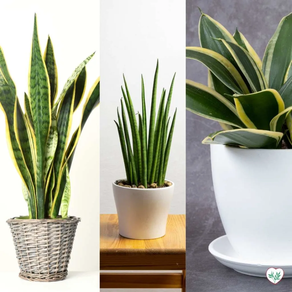 Tre varietà di La Sansevieria in vaso: la trifasciata con foglie variegate di giallo e verde, la cylindrica con foglie cilindriche verticali, e la hahnii compatta con foglie corte e larghe.