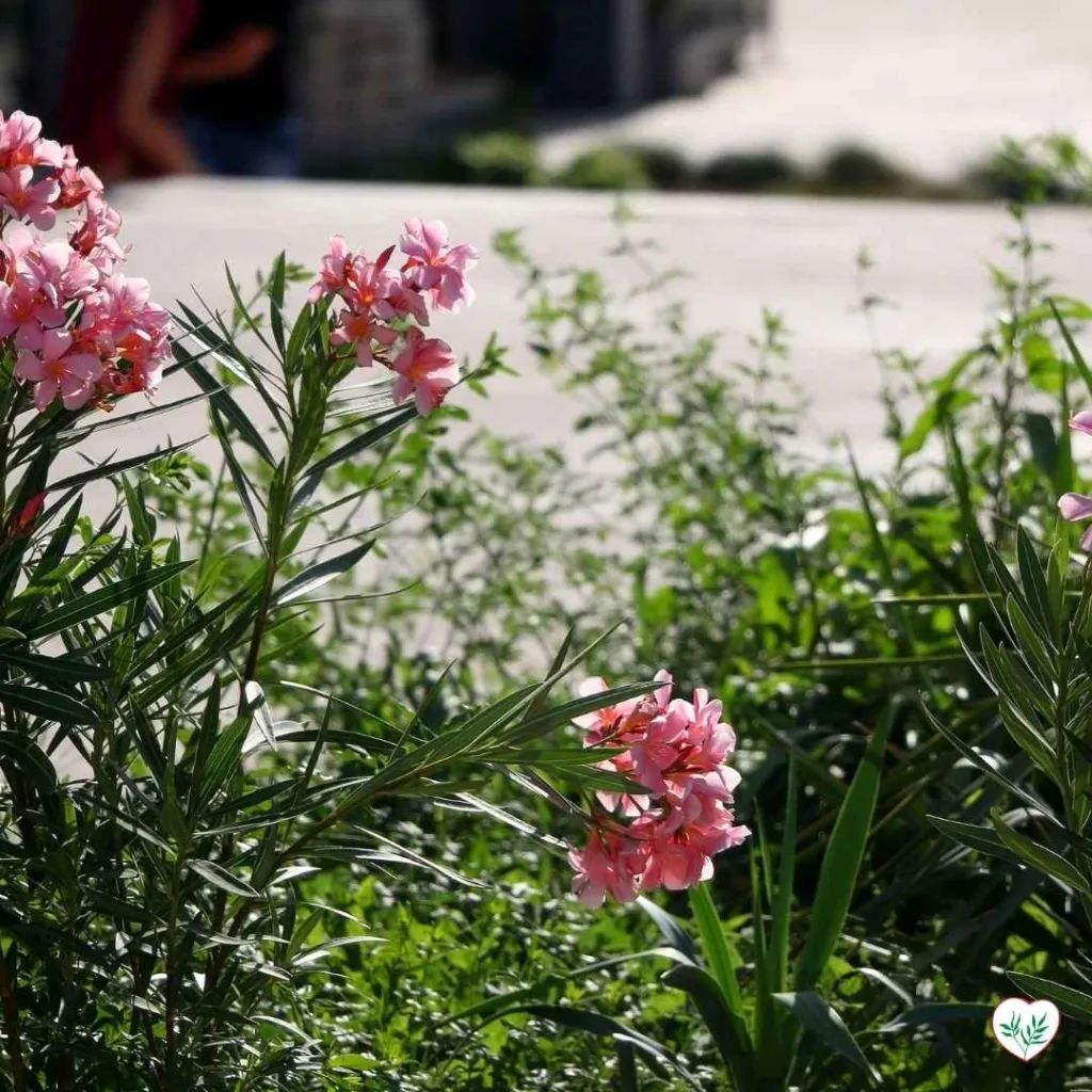 Oleandro con fiori rosa, un arbusto resistente alla siccità perfetto per giardini mediterranei e climi caldi.