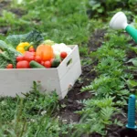 Ortaggi freschi coltivati con Varietà Resistenti alle Malattie in un giardino
