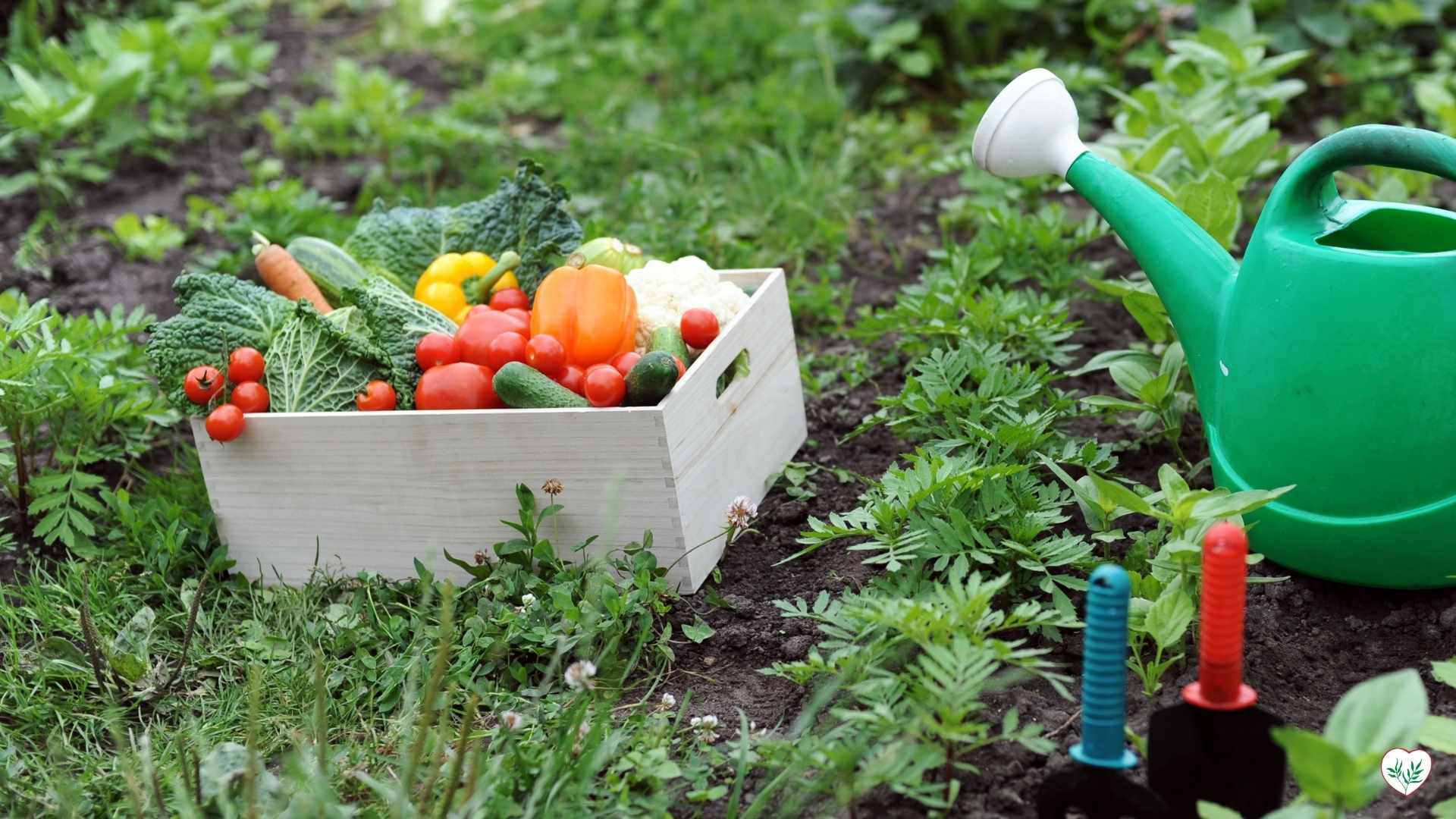 Ortaggi freschi coltivati con Varietà Resistenti alle Malattie in un giardino