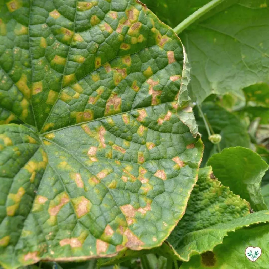 Foglia di pianta infetta da peronospora, caratterizzata da macchie irregolari giallastre e marroni, tipico sintomo di questa malattia fungina.