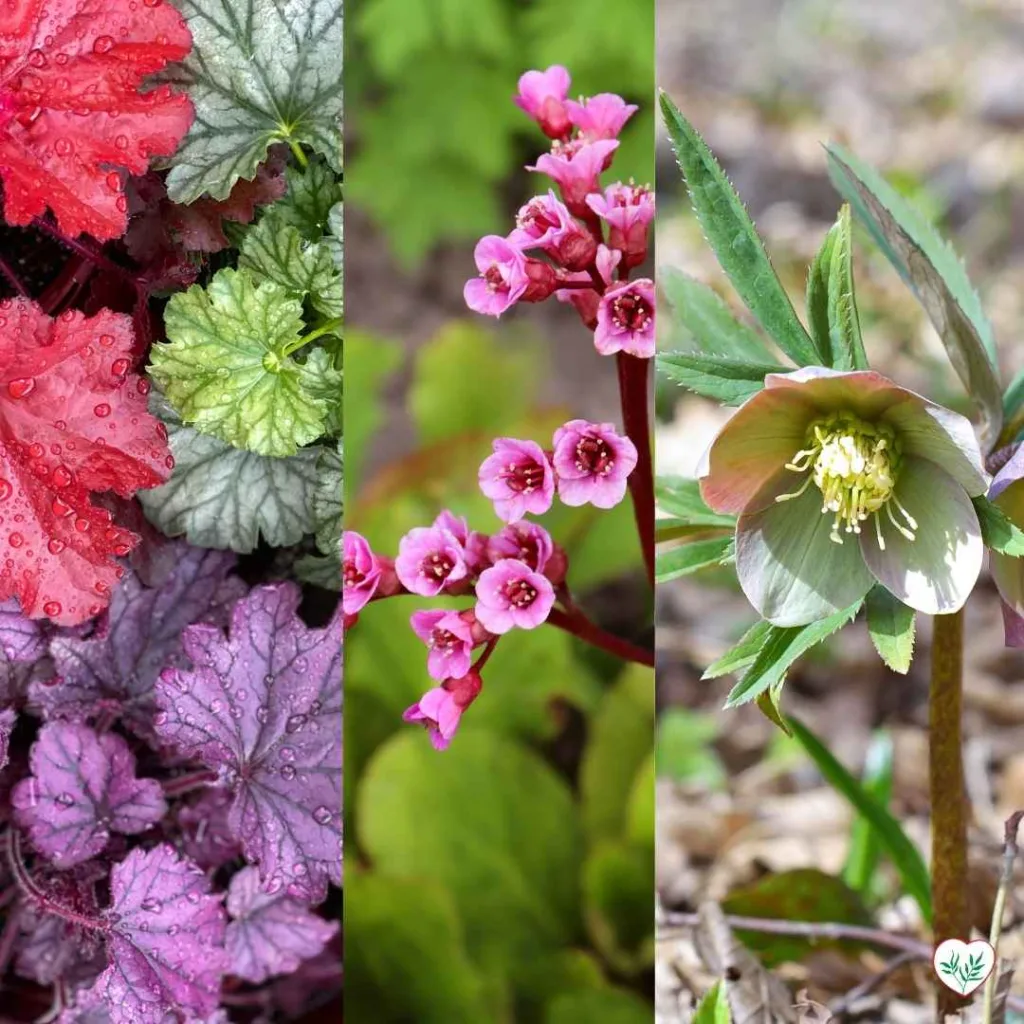 Un'immagine che mostra tre piante erbacee resistenti al freddo: a sinistra, foglie di Heuchera dai toni verdi, rossi e viola; al centro, fiori rosa della Bergenia; a destra, un fiore di Helleborus in piena fioritura invernale.