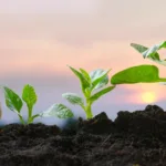Piante Stagionali a Crescita Rapida per Giardini Effimeri: una mano pianta un seme accanto a piante in crescita in un terreno fertile, simbolo di un giardino effimero.