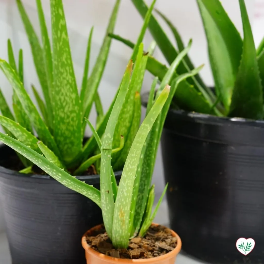 Piante di Aloe Vera coltivate in vaso, pronte per la propagazione tramite divisione dei polloni basali, un metodo ideale per piante come Aloe e Agave.