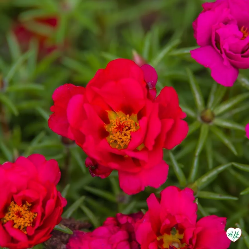 Fiori rossi di portulaca in fiore, una pianta tappezzante resistente alla siccità ideale per climi caldi e giardini soleggiati.