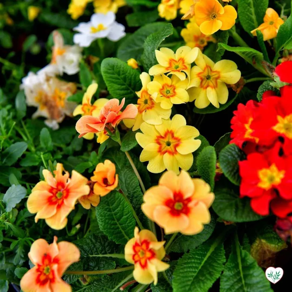 Primule gialle, arancioni e rosse, tipiche piante primaverili, che aggiungono vivacità e colore a un giardino.