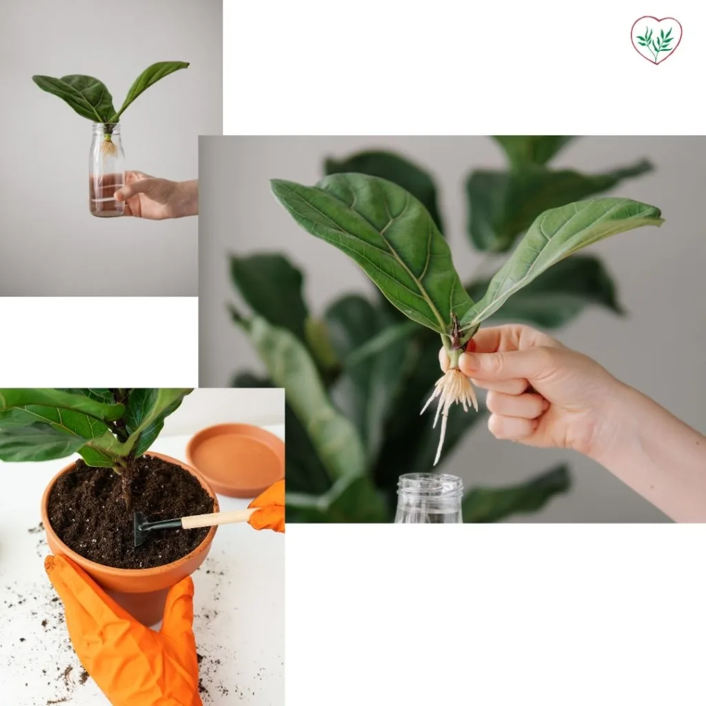 Processo di propagazione del Ficus Lyrata tramite talea di fusto, dalla radicazione in acqua alla messa a dimora in vaso.