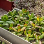 Vasi con diverse piante grasse durante il processo di propagazione delle succulente con talee e steli, in un ambiente ben drenato.