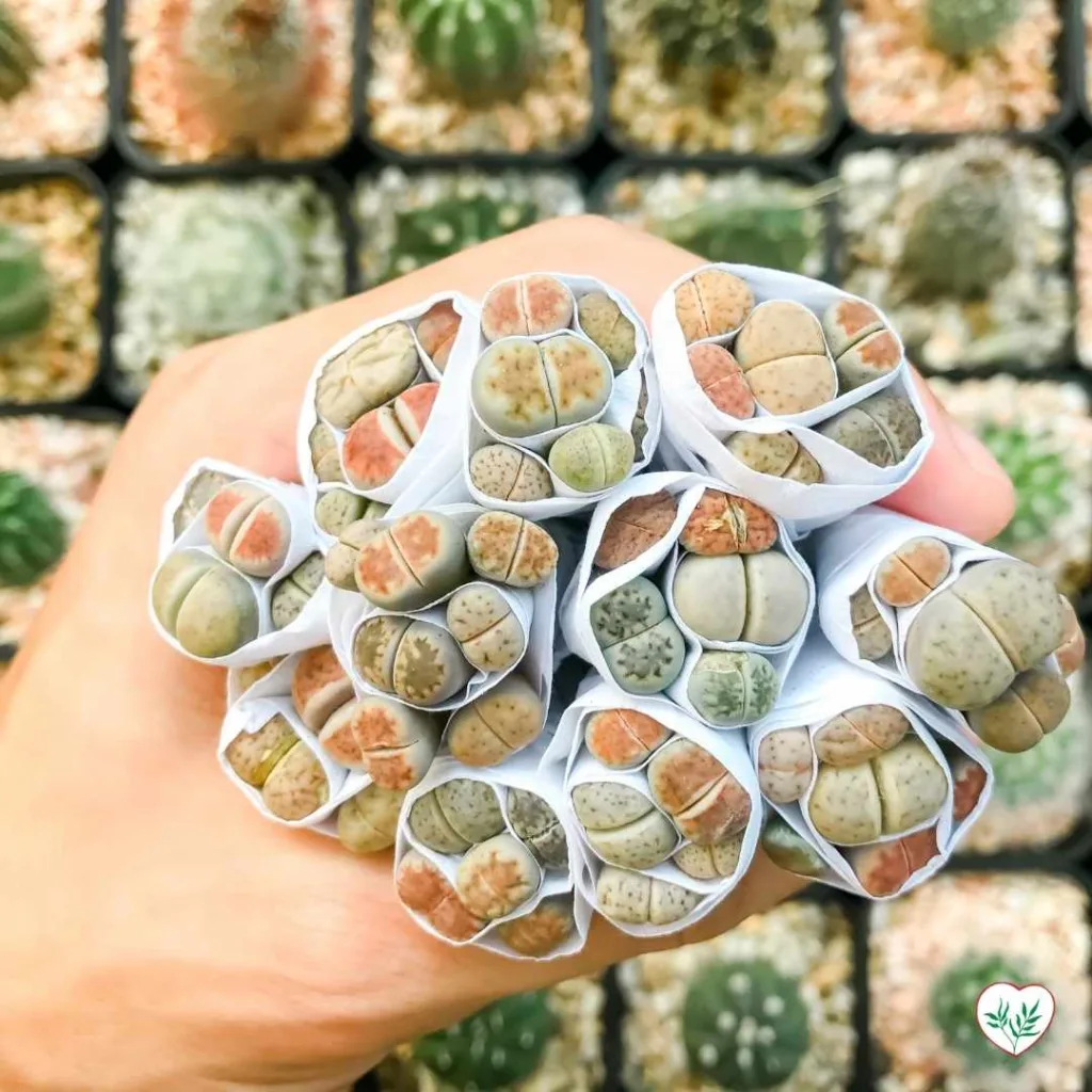 Una mano che tiene succulente rare pronte per la propagazione tramite semi, un metodo adatto per piante difficili da propagare con altre tecniche.