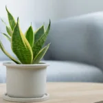 La Sansevieria in vaso su un tavolino in un ambiente domestico minimalista.