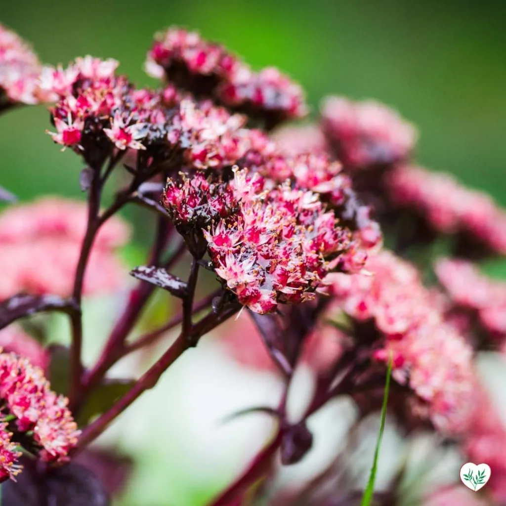 Sedum in fiore con tonalità di rosa acceso, una pianta succulenta resistente alla siccità ideale per giardini aridi.