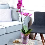 Piante con Fiori colorati, come questa orchidea viola, per abbellire il soggiorno