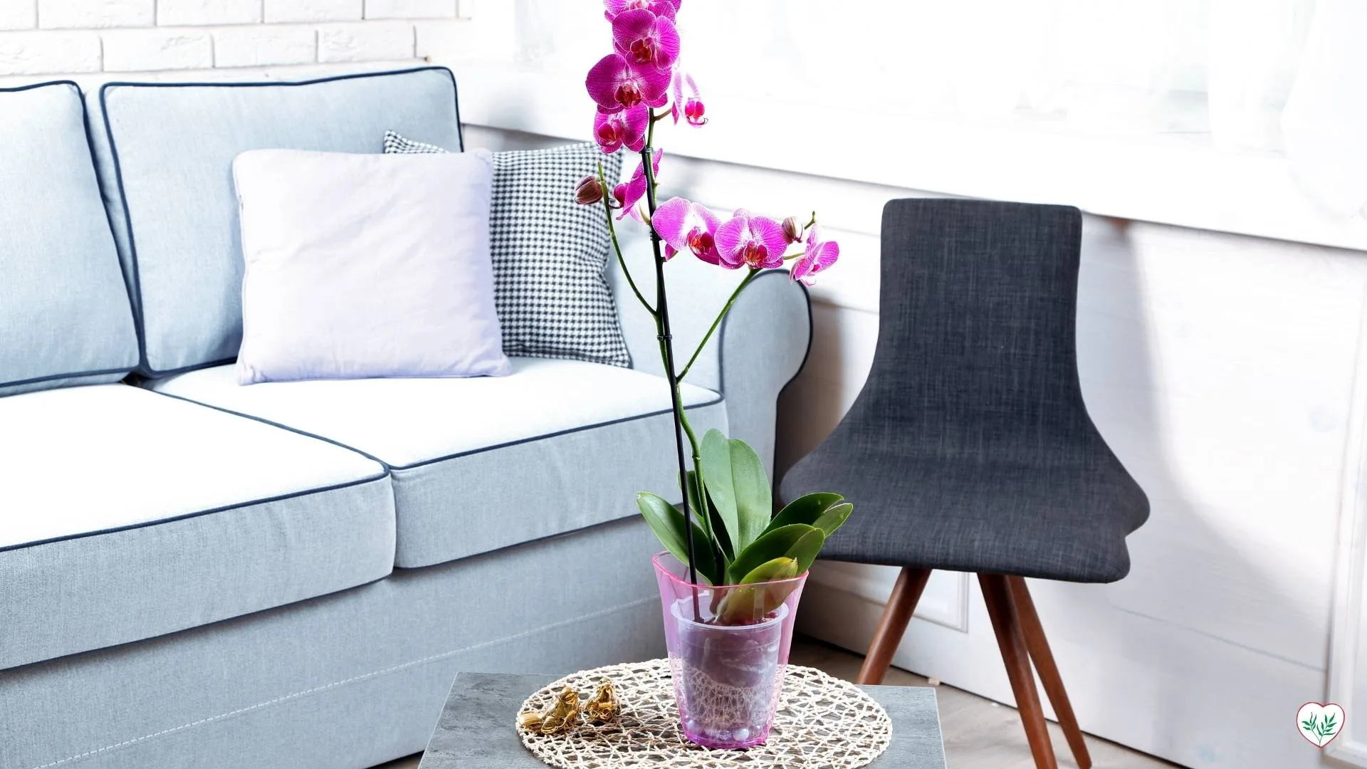 Piante con Fiori colorati, come questa orchidea viola, per abbellire il soggiorno