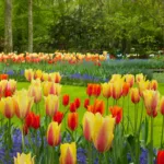 Un giardino colorato con piante primaverili, tra cui tulipani rossi e gialli in primo piano.