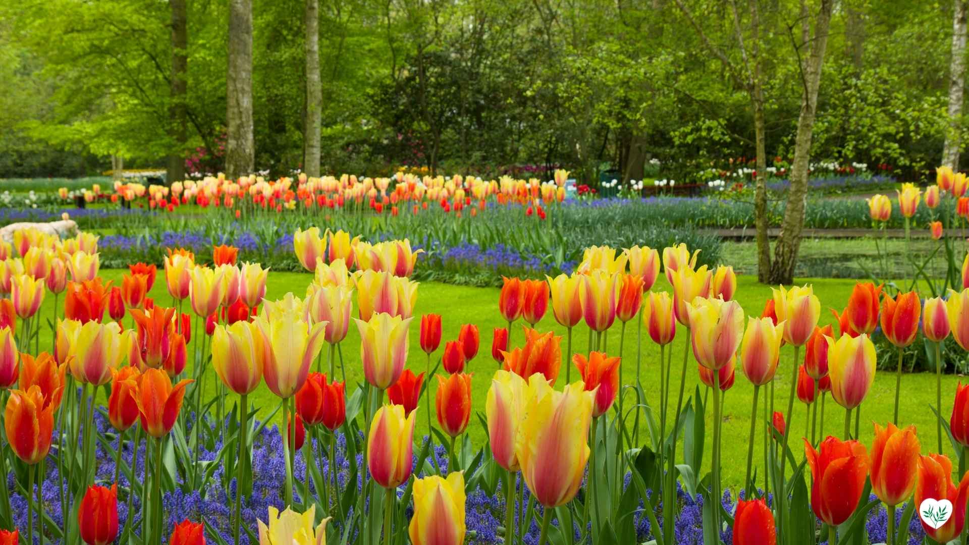Un giardino colorato con piante primaverili, tra cui tulipani rossi e gialli in primo piano.