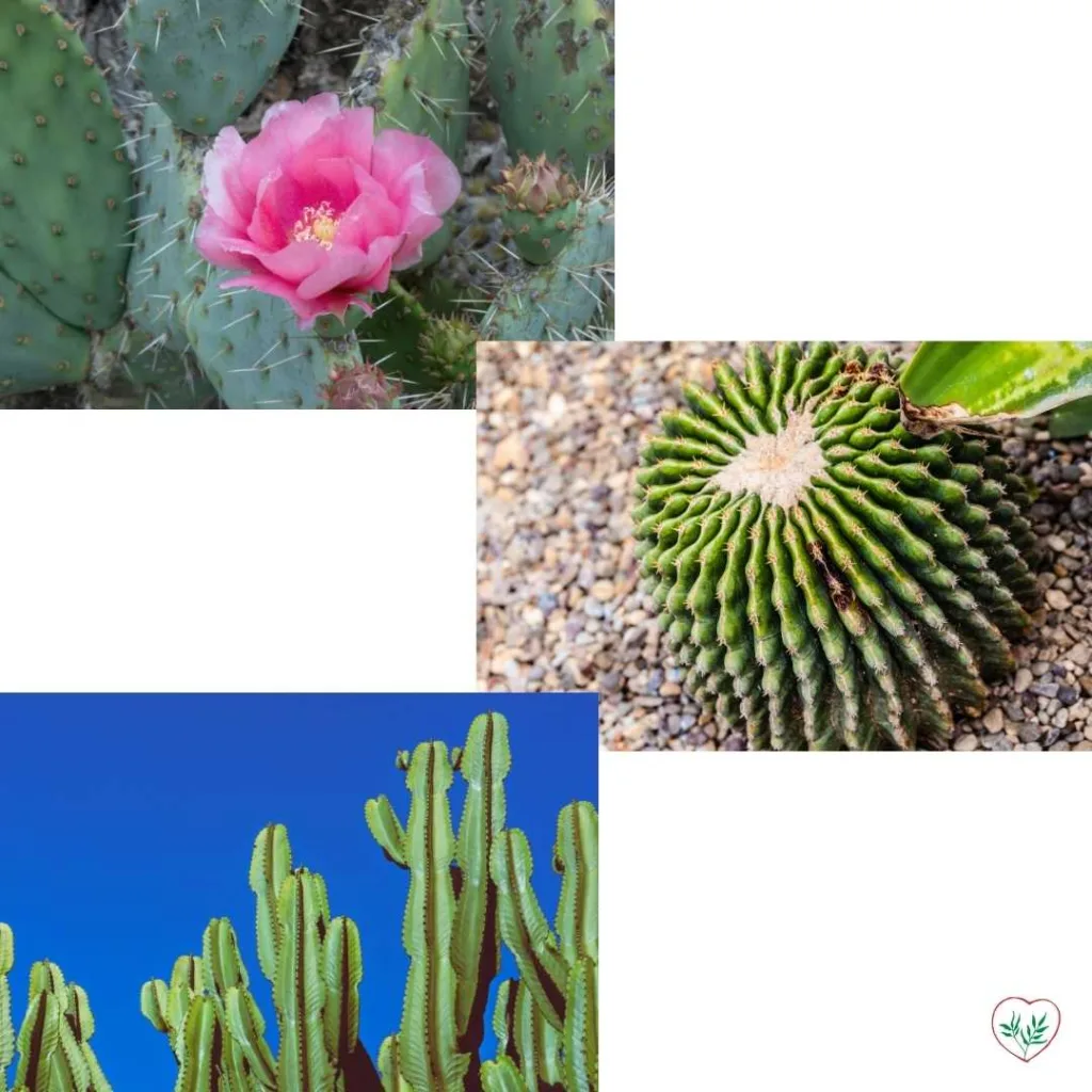 Diverse specie di cactus tra cui Opuntia con fiore rosa, Astrophytum e Cereus peruvianus, tutte piante ideali per giardini esotici.