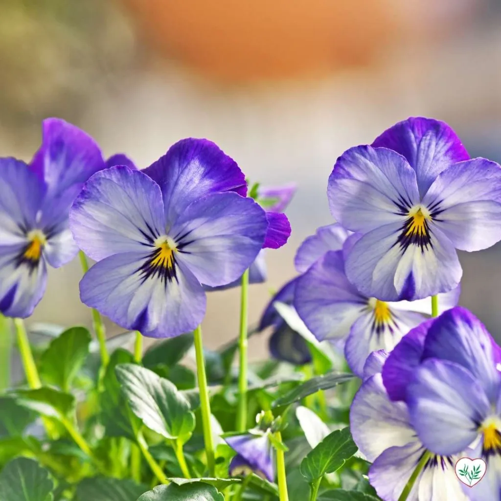 Fiori di viola del pensiero in piena fioritura, piante primaverili dai delicati petali viola e bianchi.